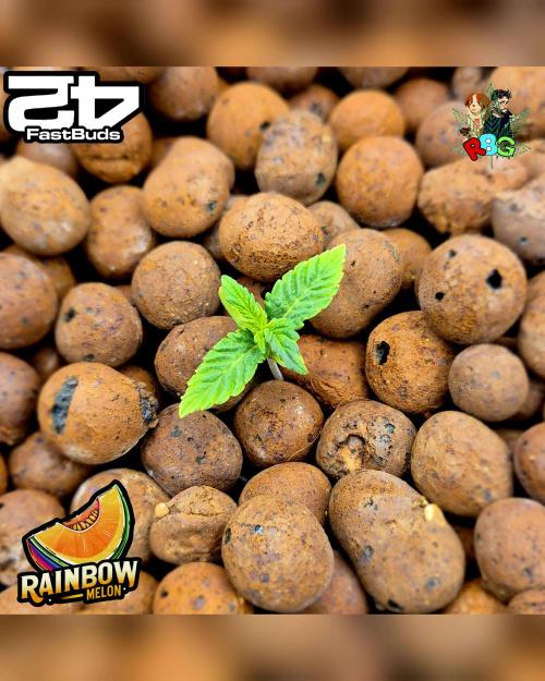 Rainbow Melon ( RDWC ). Week 2 - Week 2
Day 2 