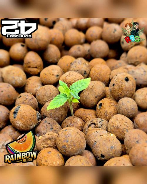 Rainbow Melon ( RDWC ). Week 2 - Week 2 
Day 2 