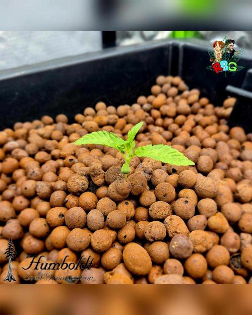 SundogZ (DWC). Week 2 - Week 2 
Day 2 