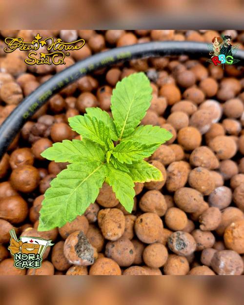 Nori cake ( RDWC ). Week 2 - Week 2 
Day 4