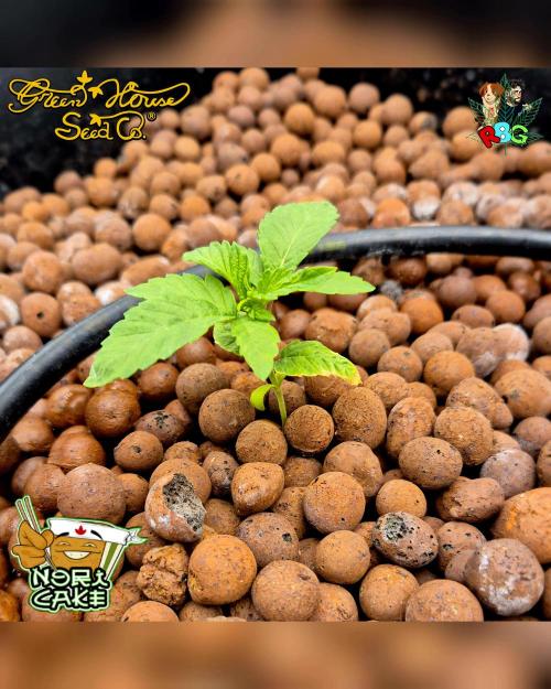 Nori cake ( RDWC ). Week 2 - Week 2 
Day 4