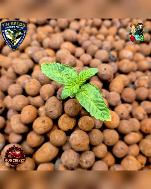 Mon Cherry ( DWC ). Week 2 - Week 2 
Day 4