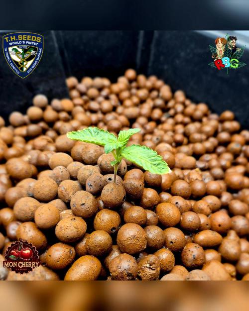 Mon Cherry ( DWC ). Week 2 - Week 2
Day 4