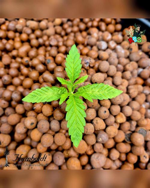 SundogZ (DWC). Week 2 - Week 2 day 4