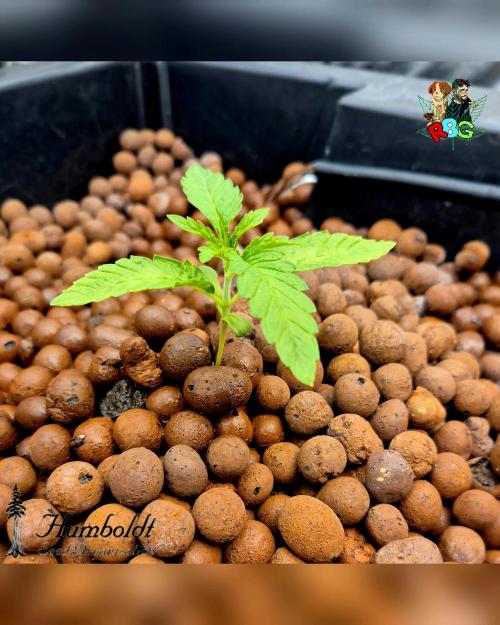 SundogZ (DWC). Week 2 - Week 2 day 4 