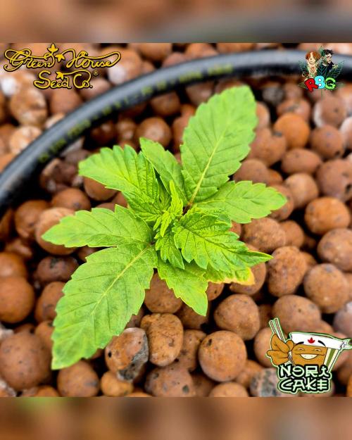 Nori cake ( RDWC ). Week 2 - Week 2day 5