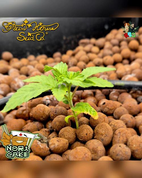 Nori cake ( RDWC ). Week 2 - Week 2 
Day 5 