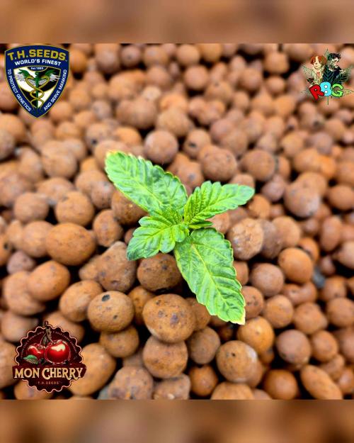 Mon Cherry ( DWC ). Week 2 - Week 2
Day 5