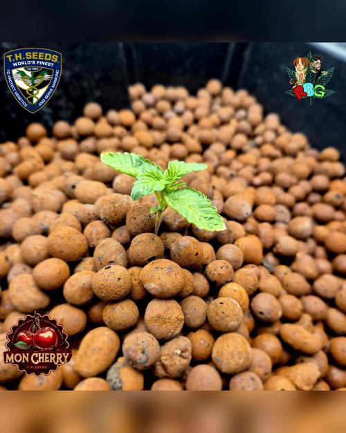 Mon Cherry ( DWC ). Week 2 - Week 2 
Day 5