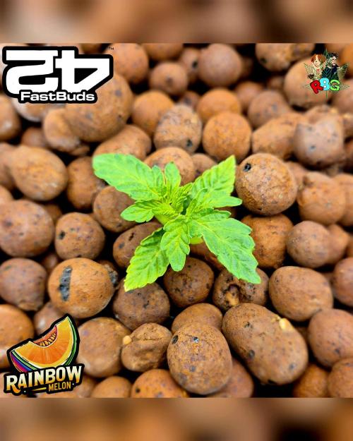 Rainbow Melon ( RDWC ). Week 2 - Week 2 
Day 5 