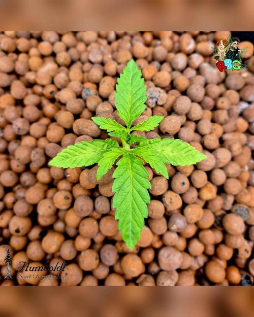 SundogZ (DWC). Week 2 - Week 2 
Day 5 