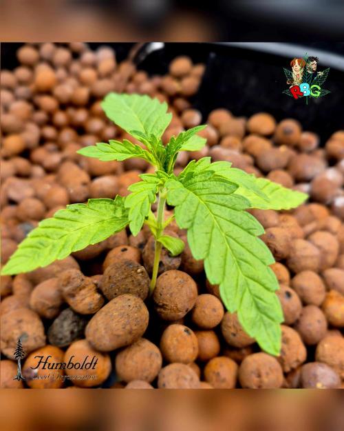 SundogZ (DWC). Week 2 - Week 2
Day 5 