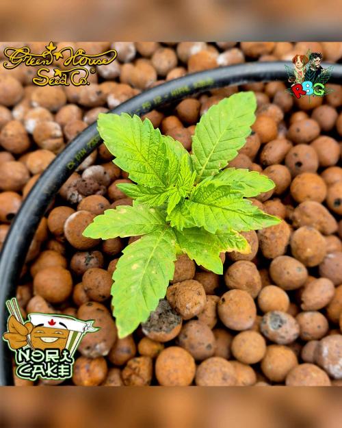 Nori cake ( RDWC ). Week 2 - Week 2 
Day 6