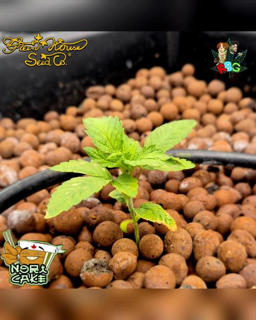 Nori cake ( RDWC ). Week 2 - Week 2 
Day 6