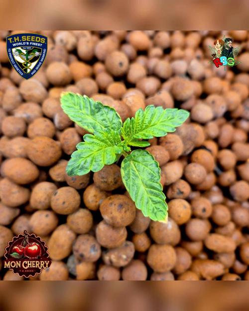 Mon Cherry ( DWC ). Week 2 - Week 2
Day 6