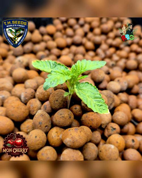 Mon Cherry ( DWC ). Week 2 - Week 2
Day 6