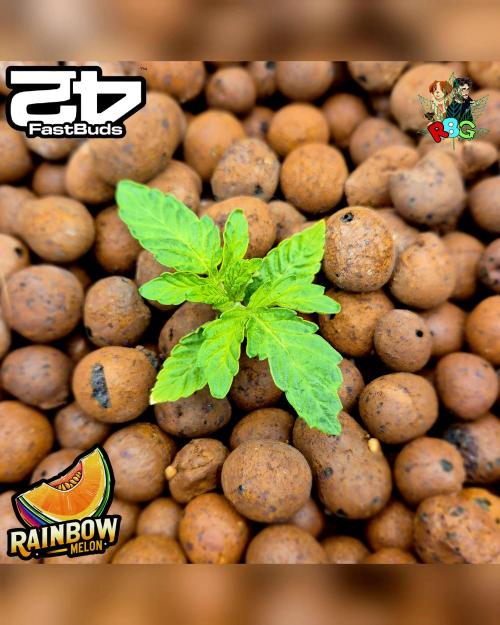 Rainbow Melon ( RDWC ). Week 2 - Week 2 
Day 6