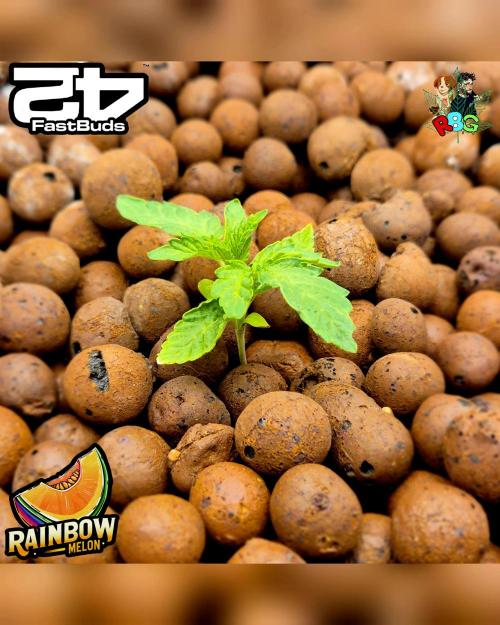 Rainbow Melon ( RDWC ). Week 2 - Week 2 
Day 6