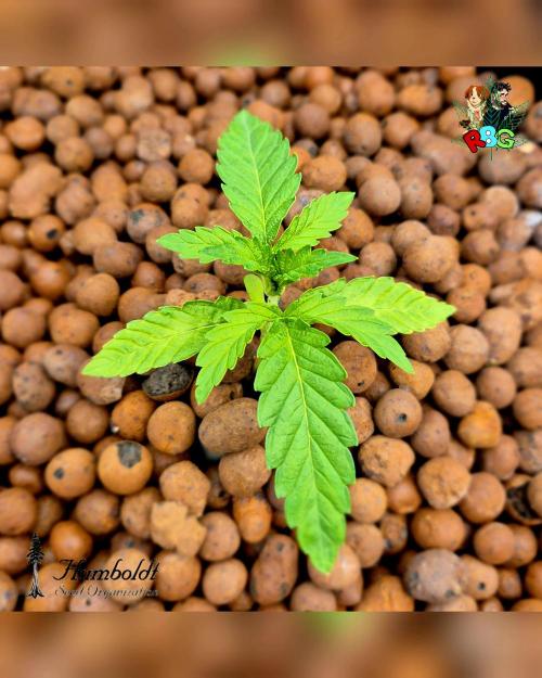 SundogZ (DWC). Week 2 - Week 2
Day 6 