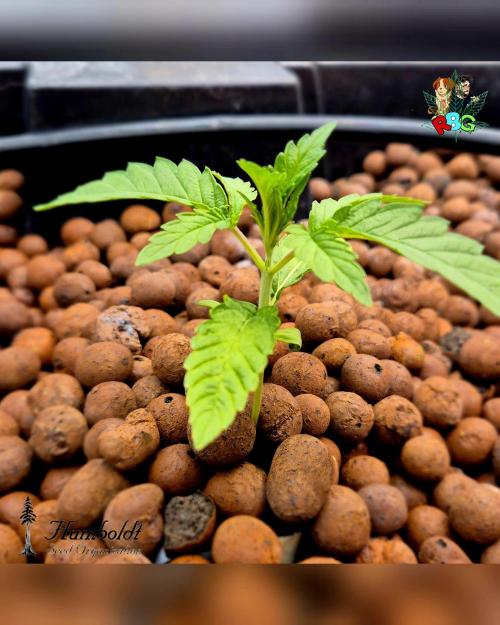 SundogZ (DWC). Week 2 - Week 2 
Day 6 