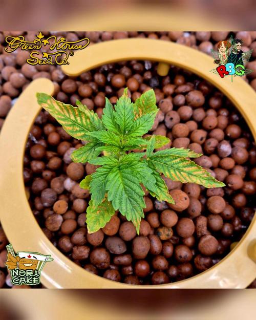 Nori cake ( RDWC ). Week 3 - Week 3 
Day 2