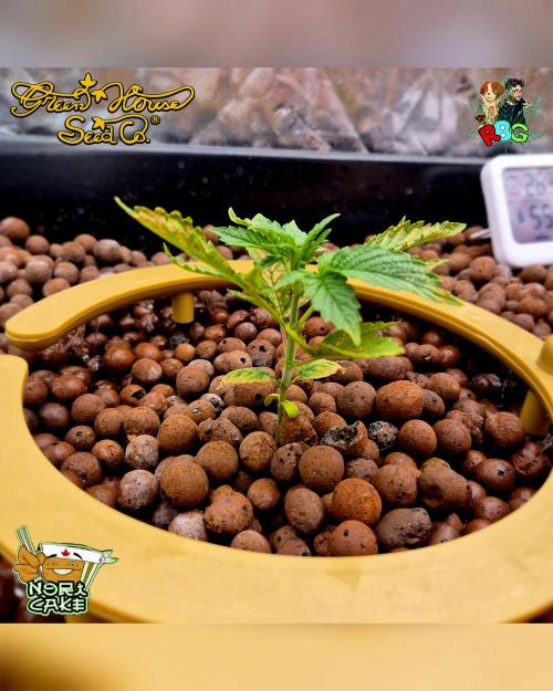 Nori cake ( RDWC ). Week 3 - Week 3 
Day 2 