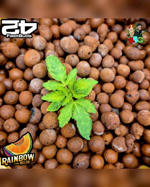 Rainbow Melon ( RDWC ). Week 3 - Week 3 
Day 2