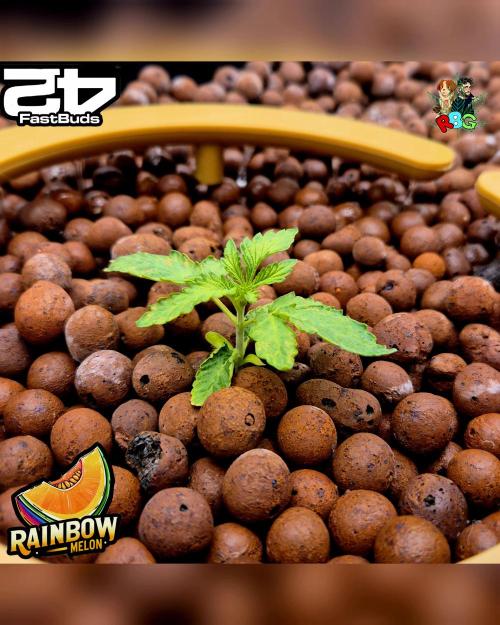 Rainbow Melon ( RDWC ). Week 3 - Week 3
Day 2