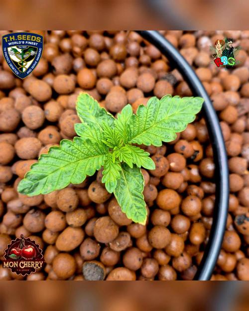 Mon Cherry ( DWC ). Week 3 - Week 3 
Day 2 