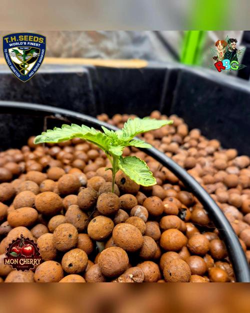 Mon Cherry ( DWC ). Week 3 - Week 3 
Day 2