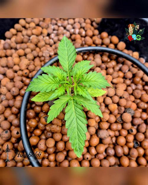 SundogZ (DWC). Week 3 - Week 3 
Day 2 