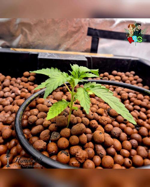 SundogZ (DWC). Week 3 - Week 3 
Day 2 