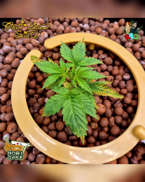 Nori cake ( RDWC ). Week 3 - Week 3 
Day 5