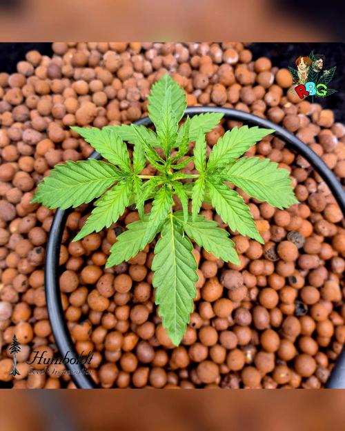 SundogZ (DWC). Week 3 - Week 3
Day 5 