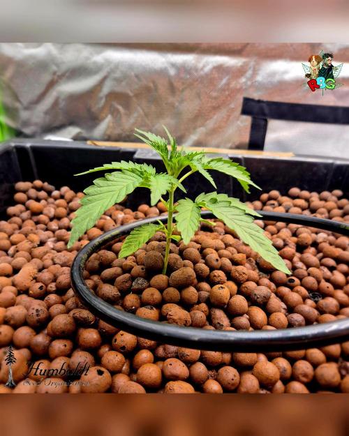 SundogZ (DWC). Week 3 - Week 3 
Day 5