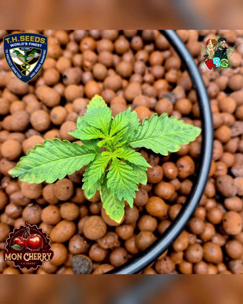 Mon Cherry ( DWC ). Week 3 - Week 3 
Day 5 