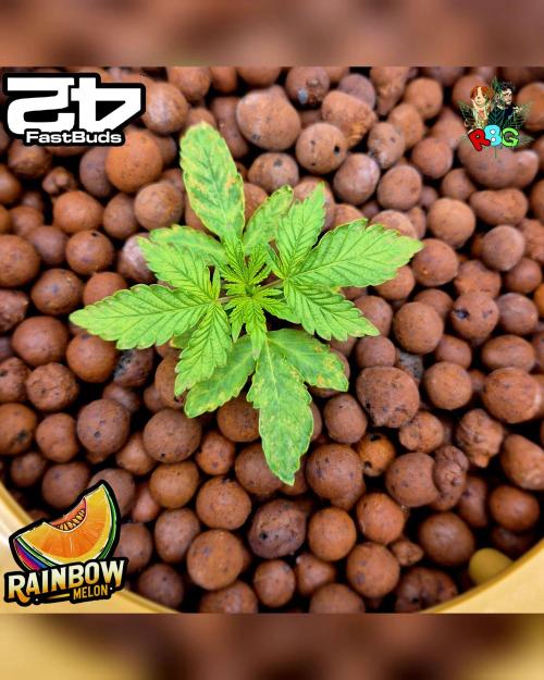 Rainbow Melon ( RDWC ). Week 3 - Week 3 
Day 5