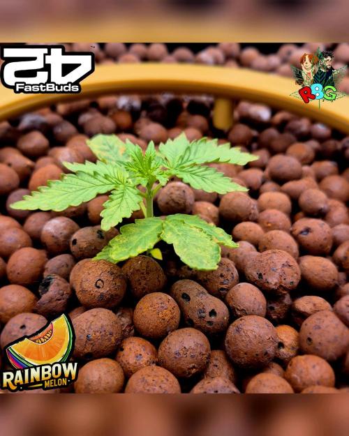 Rainbow Melon ( RDWC ). Week 3 - Week 3
Day 5