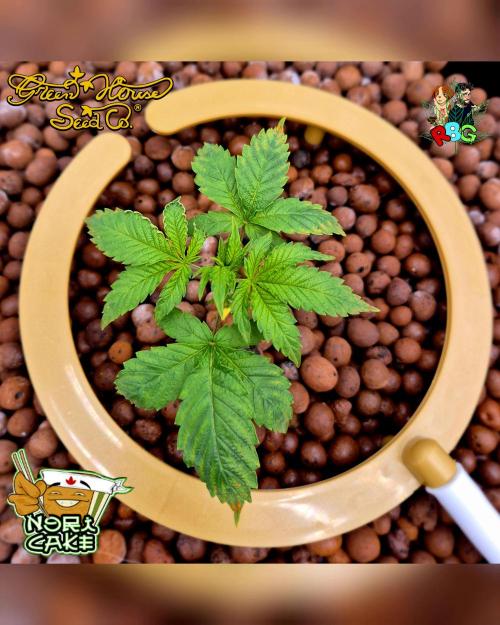 Nori cake ( RDWC ). Week 3 - Week 3
Day 6