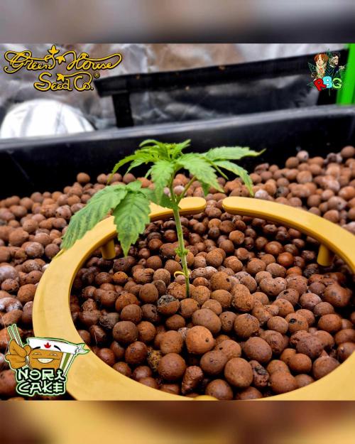 Nori cake ( RDWC ). Week 3 - Week 3
Day 6