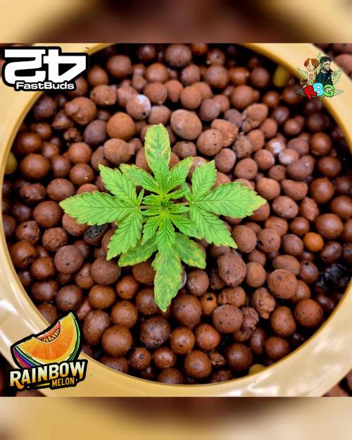 Rainbow Melon ( RDWC ). Week 3 - Week 3 
Day 6