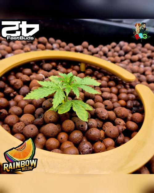 Rainbow Melon ( RDWC ). Week 3 - Week 3 
Day 6