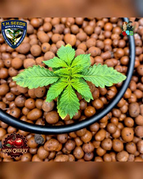 Mon Cherry ( DWC ). Week 3 - Week 3
Day 6