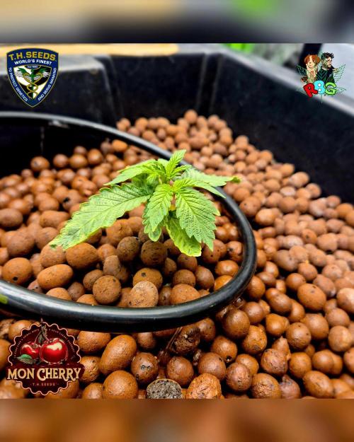 Mon Cherry ( DWC ). Week 3 - Week 3 
Day 6 