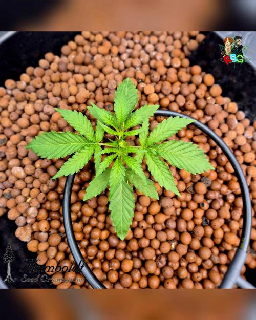 SundogZ (DWC). Week 3 - Week 3
Day 6