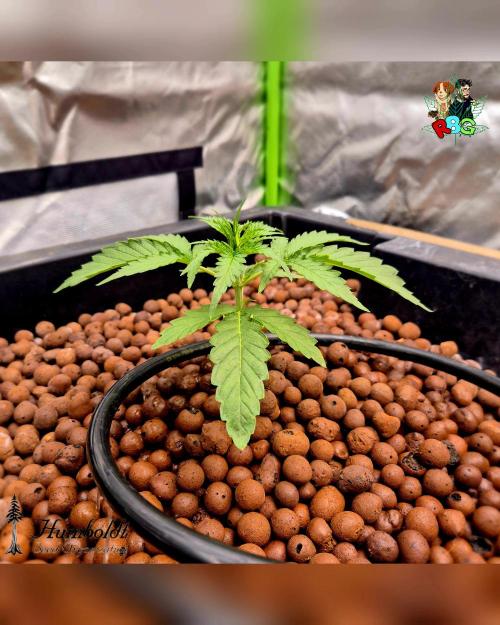 SundogZ (DWC). Week 3 - Week 3
Day 6