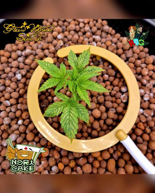 Nori cake ( RDWC ). Week 3 - Week 3 
Day 7