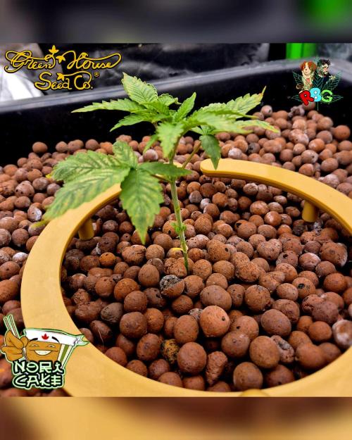 Nori cake ( RDWC ). Week 3 - Week 3 day 7