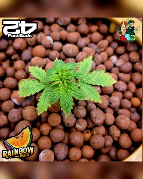 Rainbow Melon ( RDWC ). Week 3 - Week 3 
Day 6