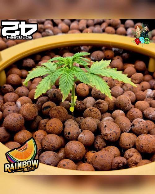 Rainbow Melon ( RDWC ). Week 3 - Week 3 
Day 7